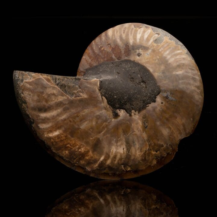 Ammonite Half // 326 Grams - Image 2