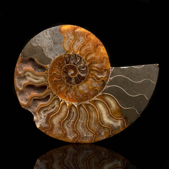 Ammonite Half // 326 Grams