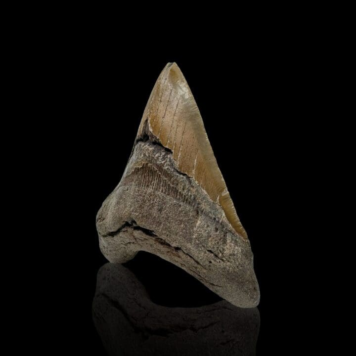 Megalodon Tooth //4.5" High - Image 2