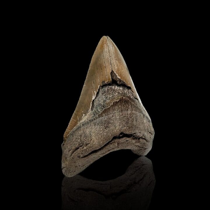 Megalodon Tooth //4.5" High - Image 3