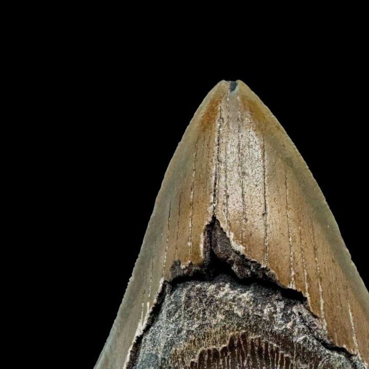 Megalodon Tooth //4.5" High - Image 4