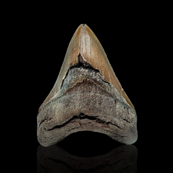 Megalodon Tooth //4.5" High