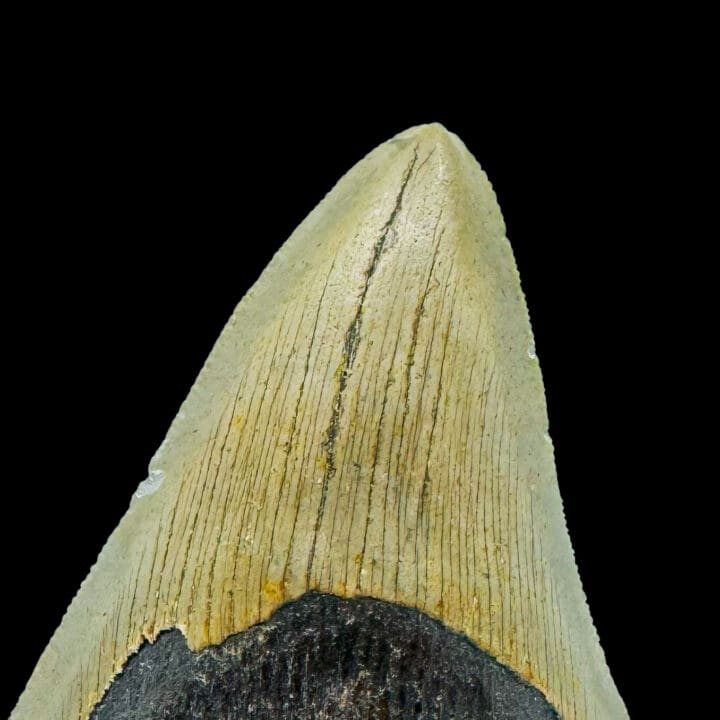 Megalodon Tooth // 4,2" High - Image 4