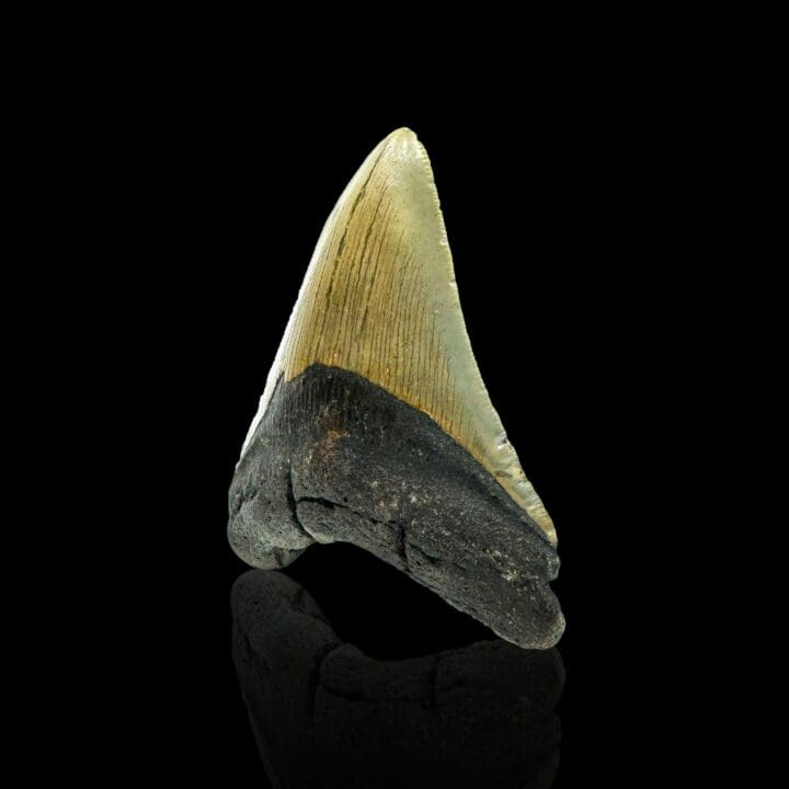Megalodon Tooth // 4,2" High - Image 3