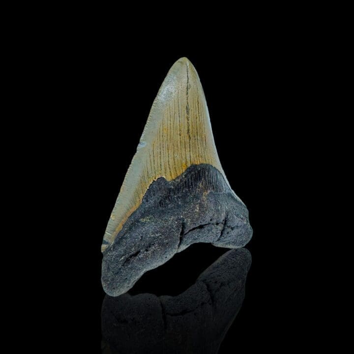 Megalodon Tooth // 4,2" High - Image 2