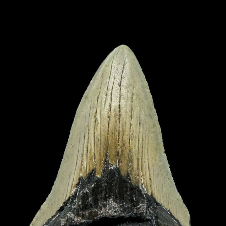 Megalodon Tooth // 4,1" High - Image 4