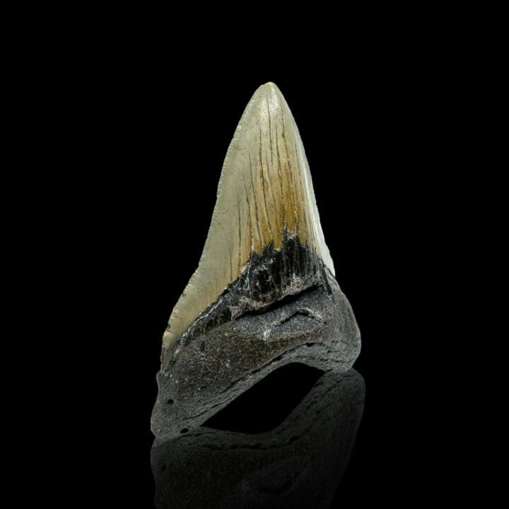 Megalodon Tooth // 4,1" High - Image 3