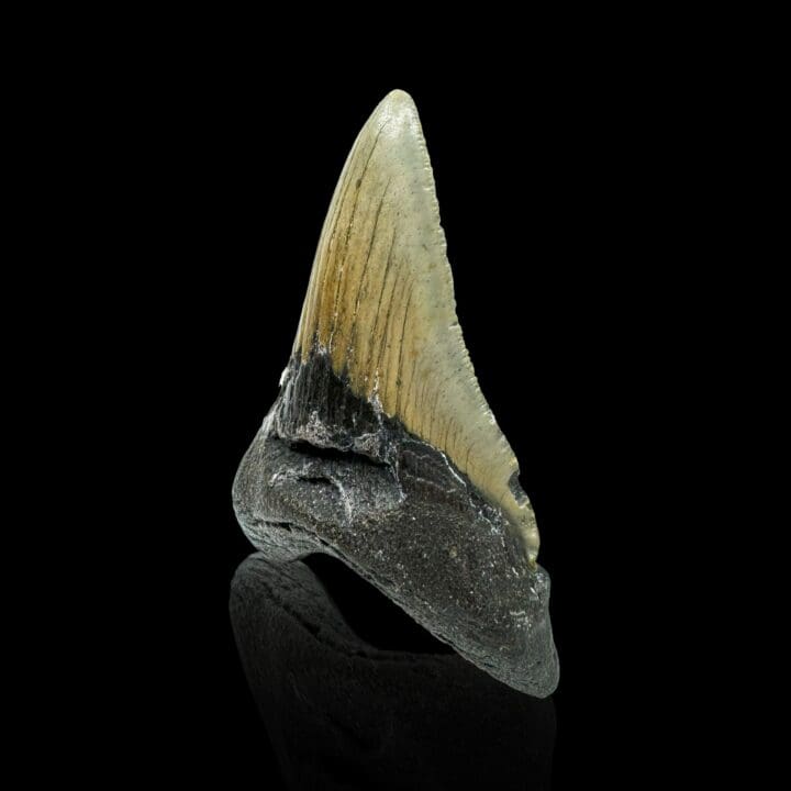 Megalodon Tooth // 4,1" High - Image 2