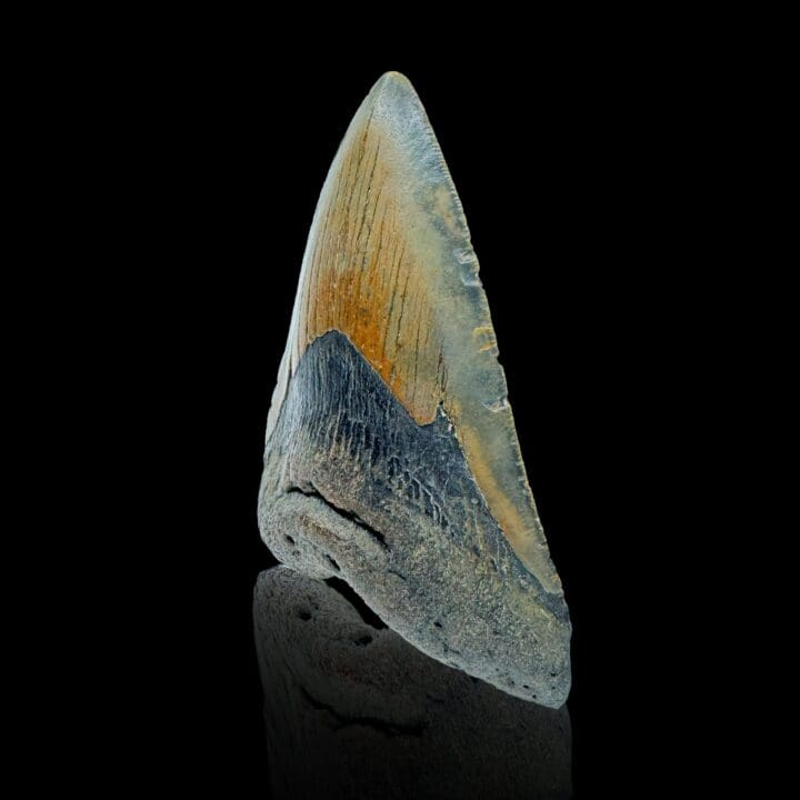 Megalodon Tooth //4.25" High - Image 3