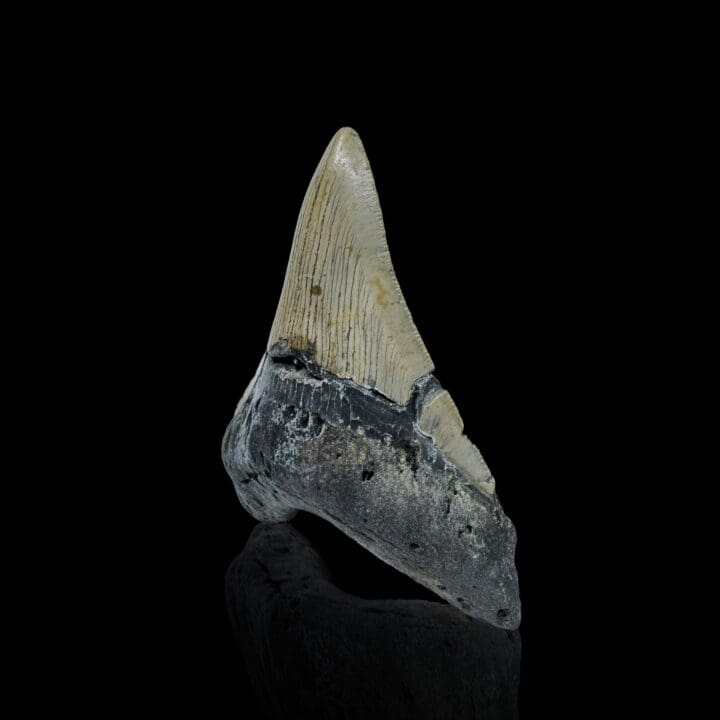Megalodon Tooth //4.11" High - Image 3