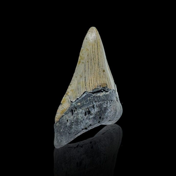 Megalodon Tooth //4.11" High - Image 2