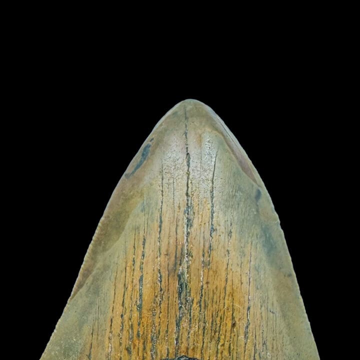 Megalodon Tooth //4.25" High - Image 4
