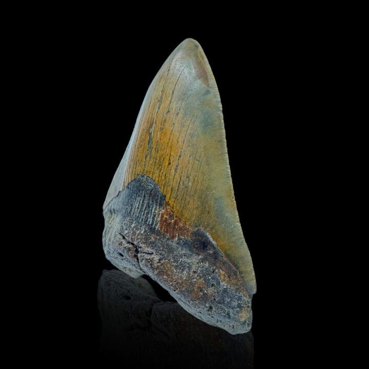 Megalodon Tooth //4.25" High - Image 3