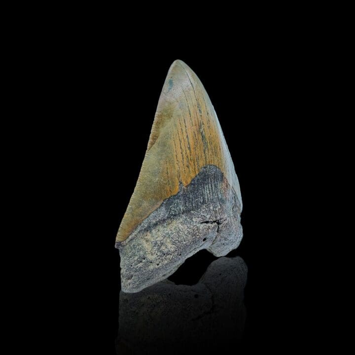 Megalodon Tooth //4.25" High - Image 2