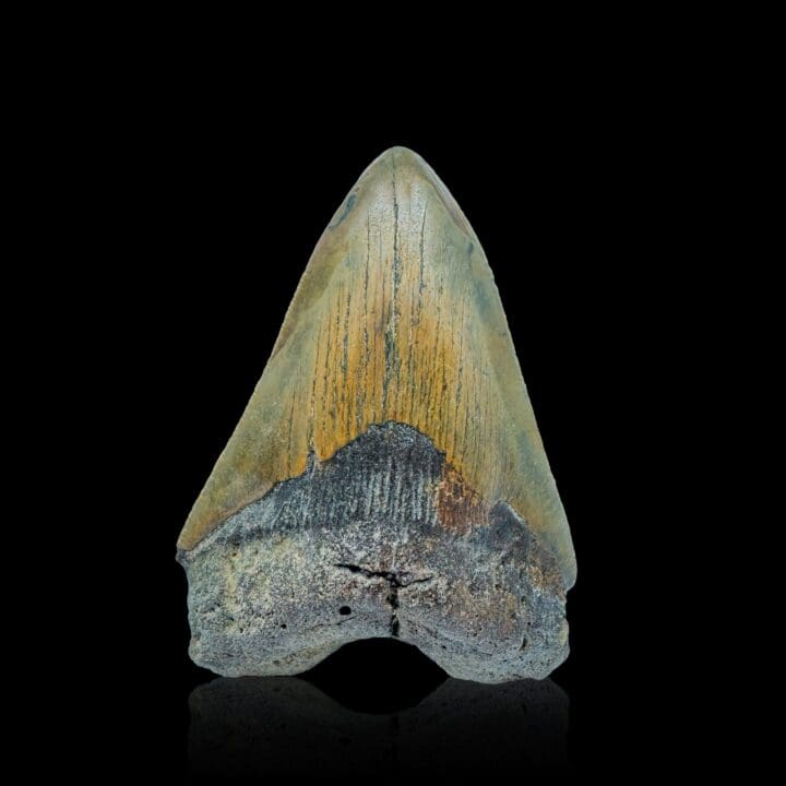 Megalodon Tooth //4.25" High