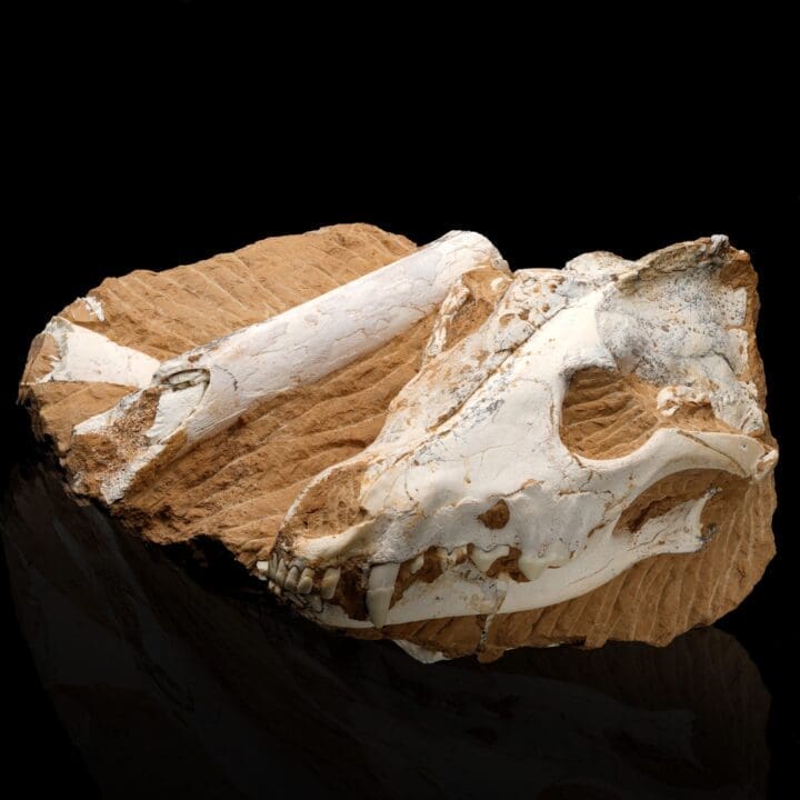 Dire Wolf (Canis Dirus Teilhardi) - Image 2