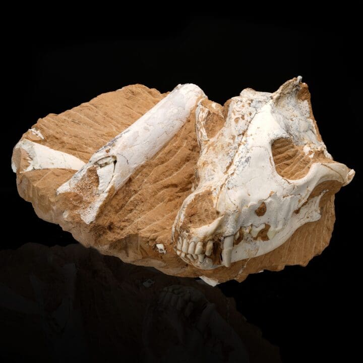 Dire Wolf (Canis Dirus Teilhardi) - Image 3