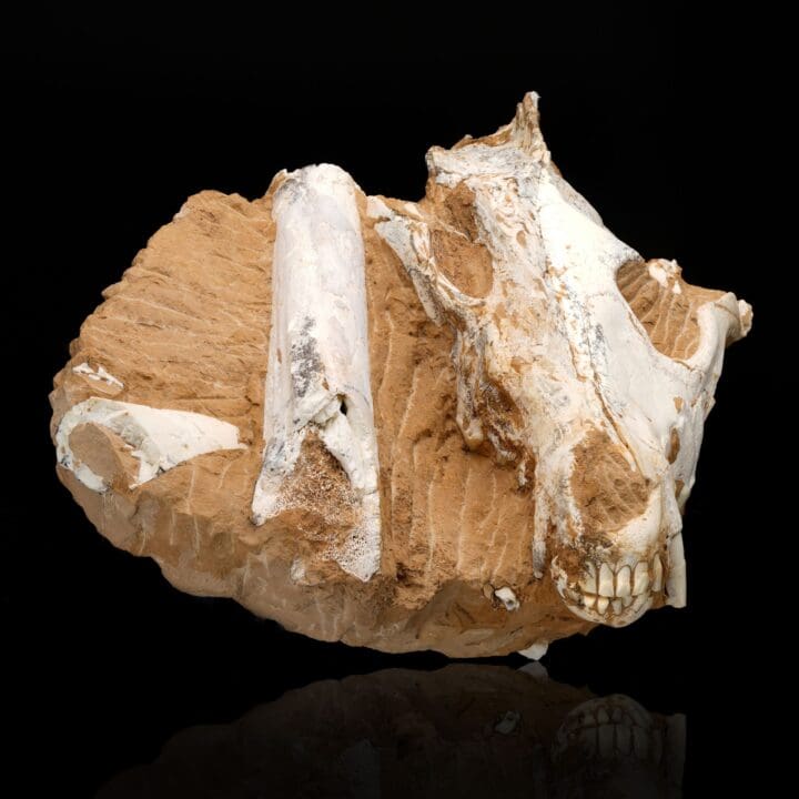 Dire Wolf (Canis Dirus Teilhardi) - Image 4