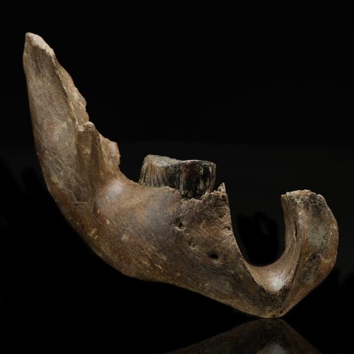 Juvenile Mammoth Jaw Fossil With Molar