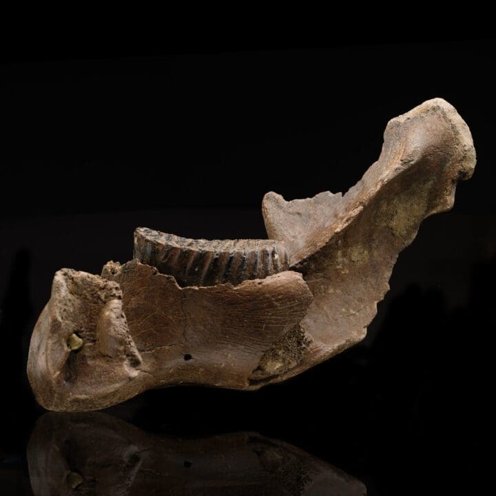 Juvenile Mammoth Jaw Fossil With Molar - Image 2