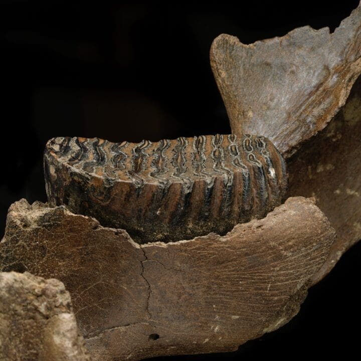 Juvenile Mammoth Jaw Fossil With Molar - Image 3