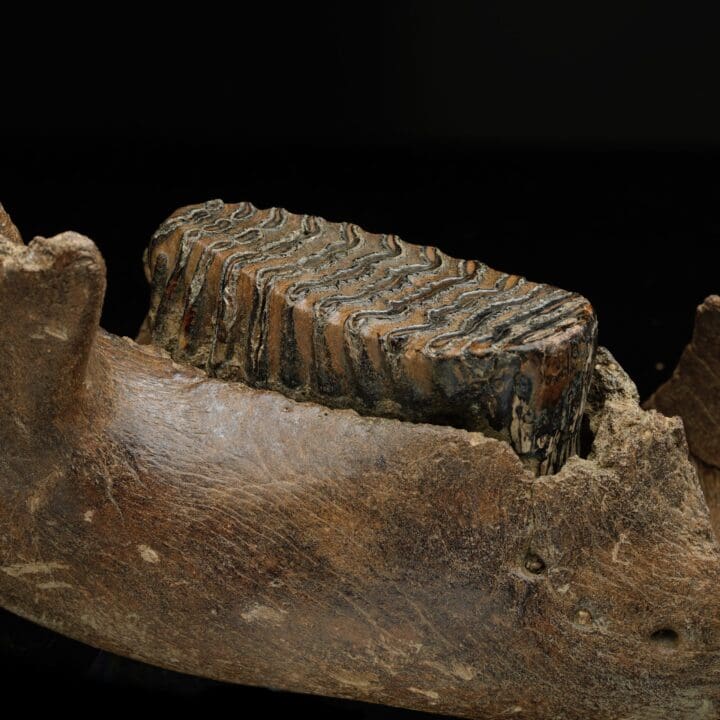 Juvenile Mammoth Jaw Fossil With Molar - Image 4