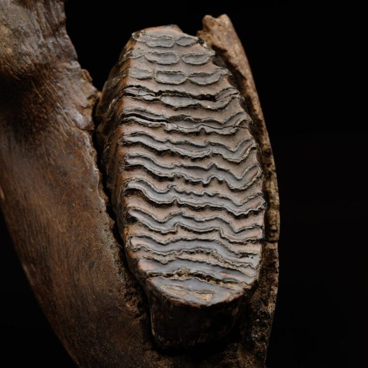 Juvenile Mammoth Jaw Fossil With Molar - Image 5