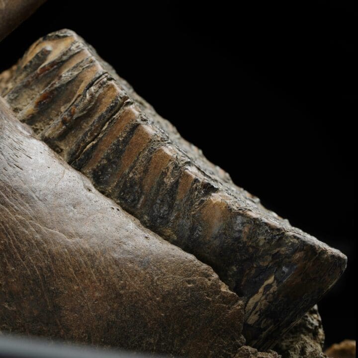 Juvenile Mammoth Jaw Fossil With Molar - Image 6