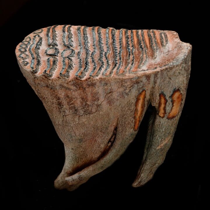 Woolly Mammoth Molar And Root // 1.52 lb - Image 3