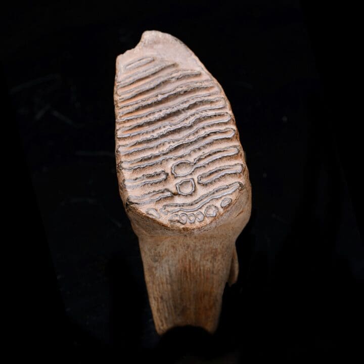Woolly Mammoth Molar And Root // 1.52 lb - Image 4