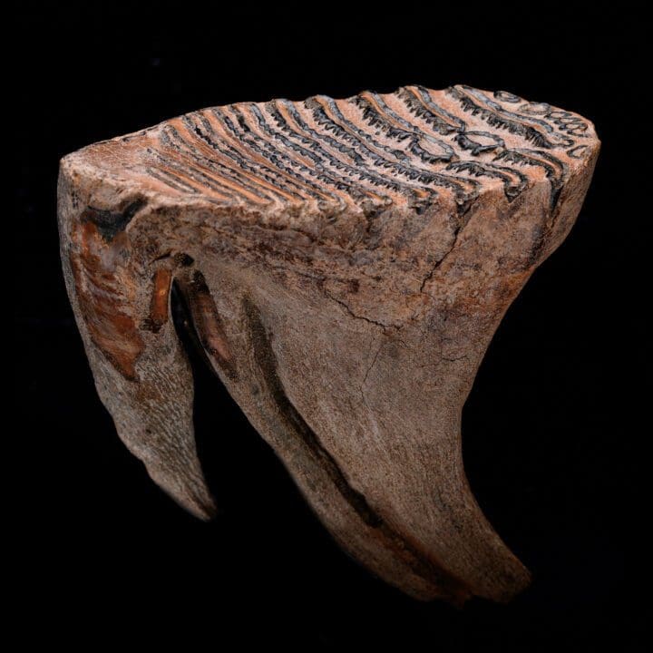 Woolly Mammoth Molar And Root // 1.52 lb - Image 2