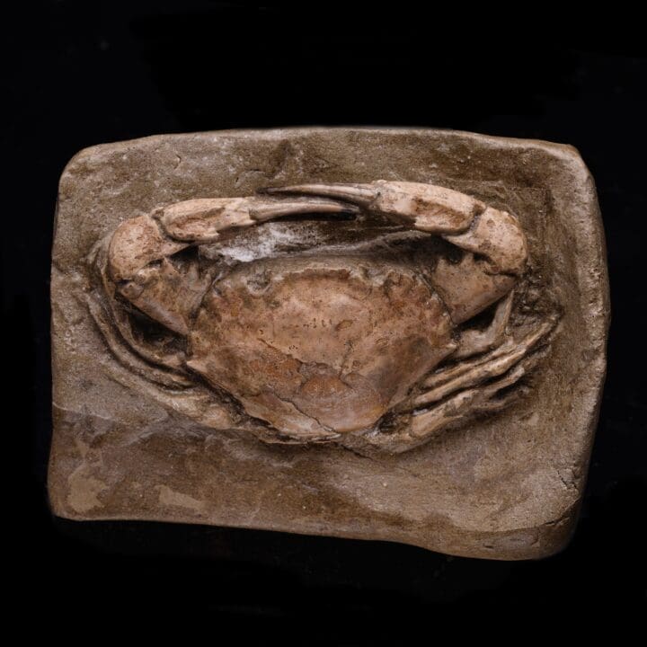 Fossilized Crab from Pliocene Era
