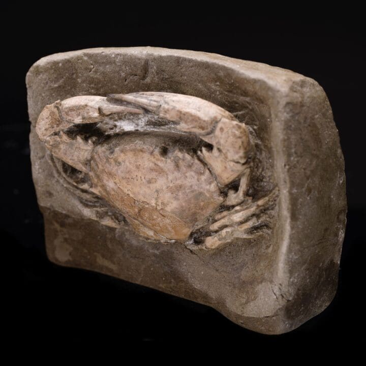 Fossilized Crab from Pliocene Era - Image 2