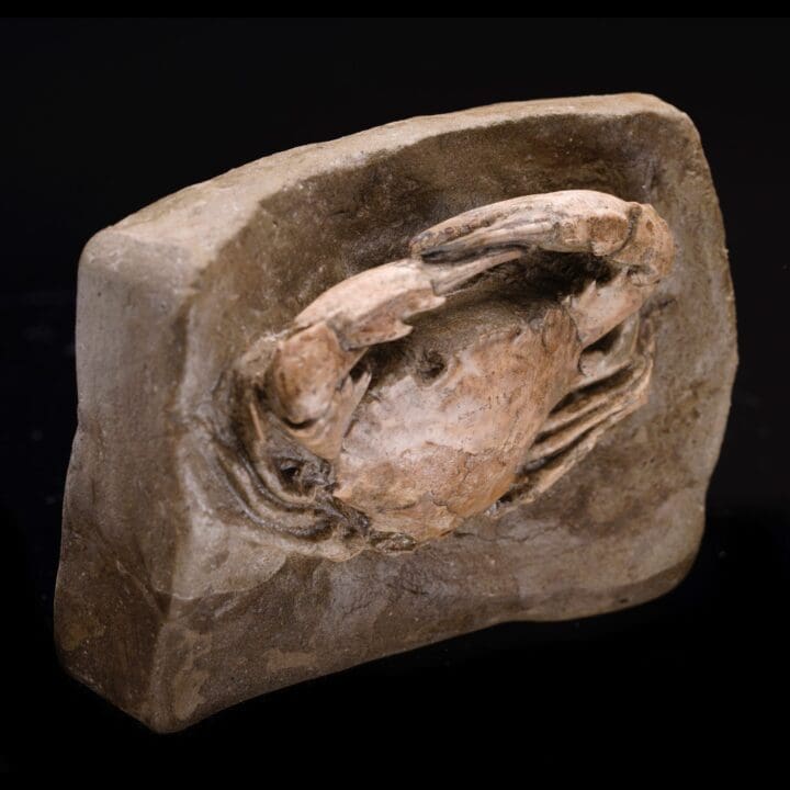 Fossilized Crab from Pliocene Era - Image 3
