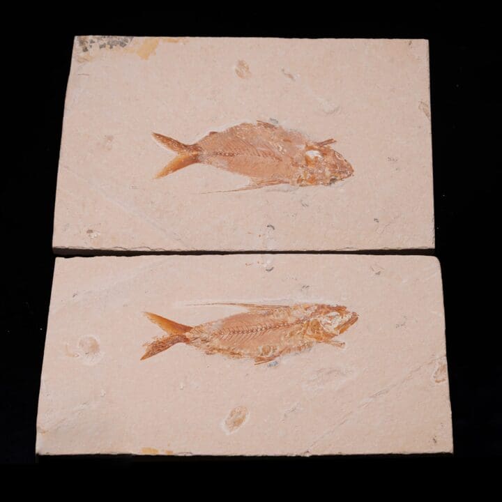 Fossilized Fish from Lebanon