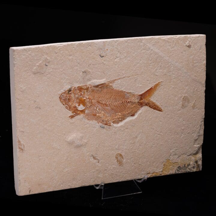 Fossilized Fish from Lebanon - Image 4