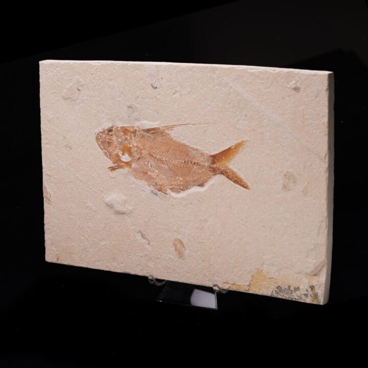 Fossilized Fish from Lebanon - Image 5