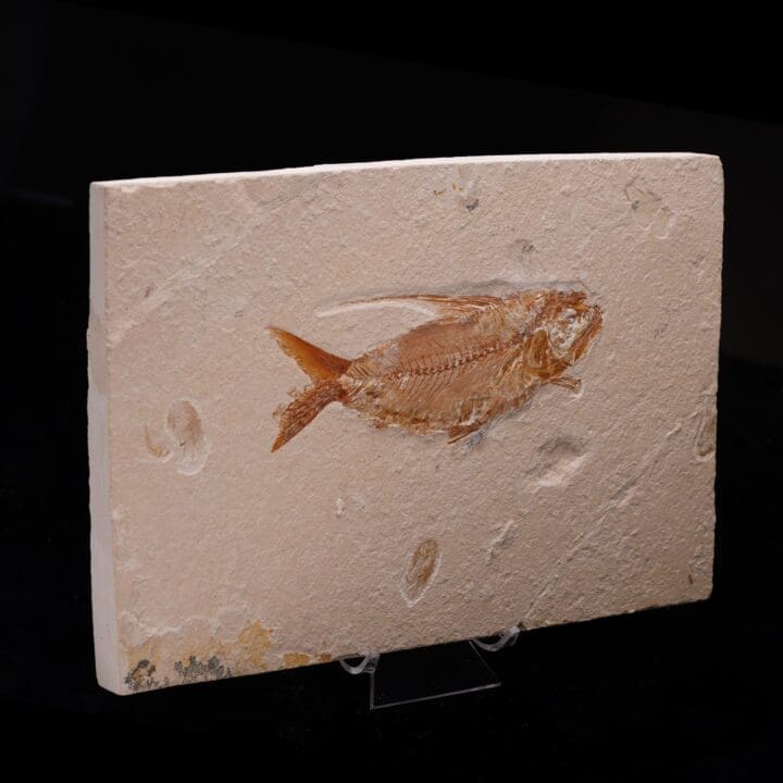 Fossilized Fish from Lebanon - Image 2