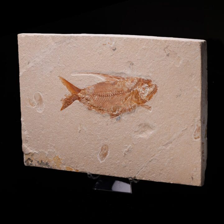 Fossilized Fish from Lebanon - Image 3