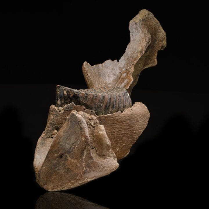 Juvenile Mammoth Jaw Fossil With Molar - Image 7