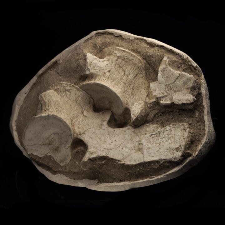 Plesiosaurus Vertebrae From Morocco - Image 4