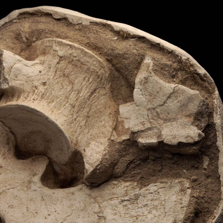 Plesiosaurus Vertebrae From Morocco - Image 3