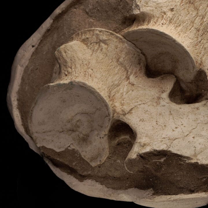 Plesiosaurus Vertebrae From Morocco - Image 2
