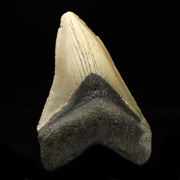 Megalodon Tooth // 4,26" High