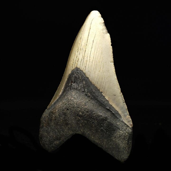 Megalodon Tooth // 4,26" High - Image 3