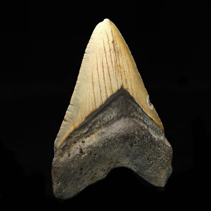 Megalodon Tooth // 3.75" High - Image 3