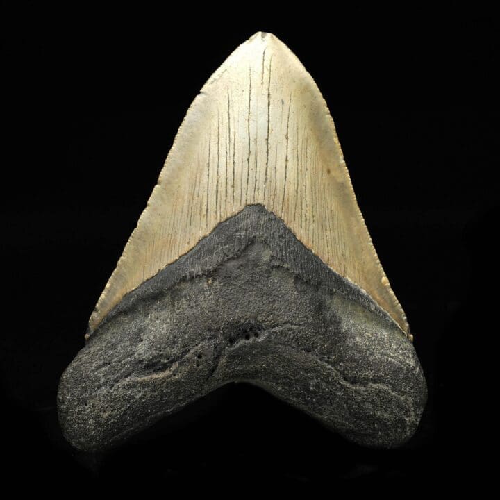 Megalodon Tooth // 4,25" High