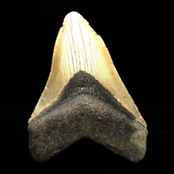 Megalodon Tooth // 4,26" High - Image 2