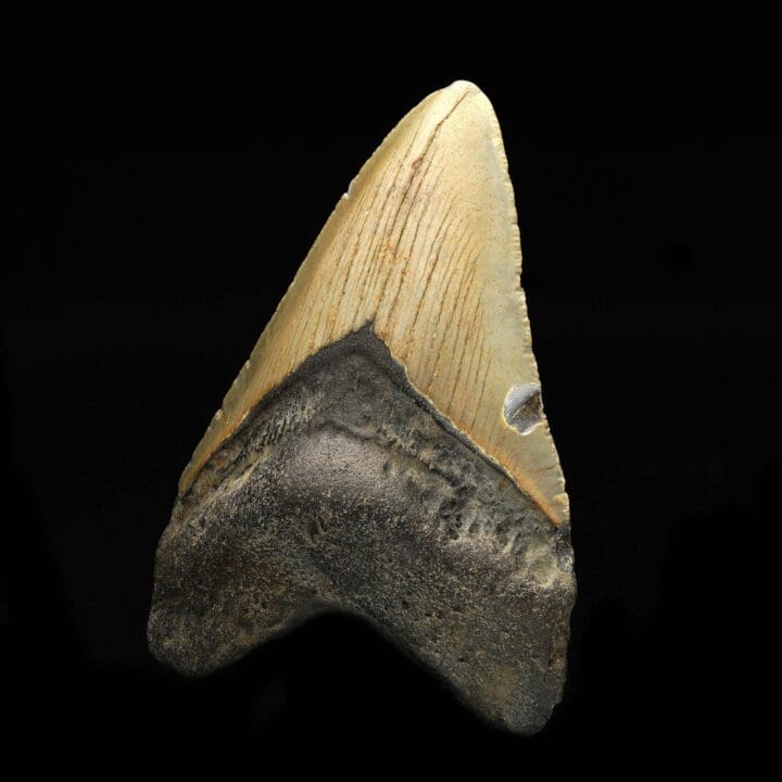 Megalodon Tooth // 3.75" High - Image 2