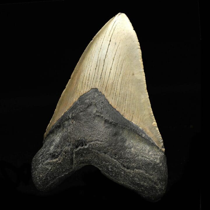 Megalodon Tooth // 4,25" High - Image 2